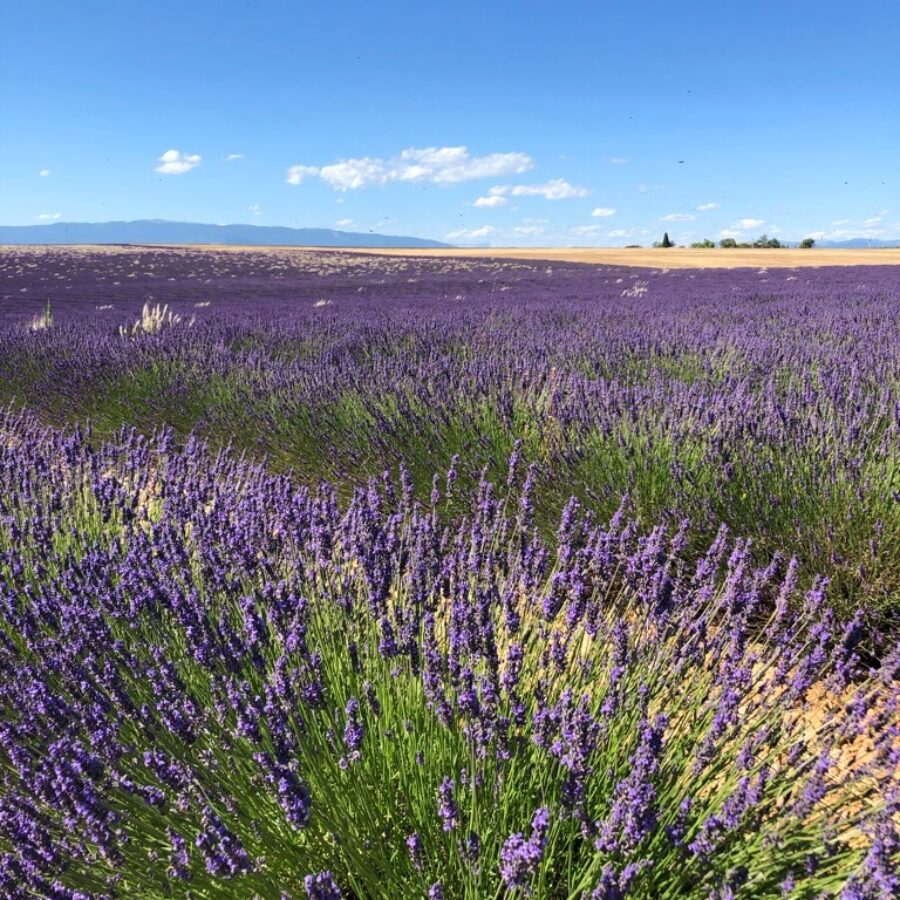 Närbild av blommande lavendel med detaljerade blommor och stjälkar.