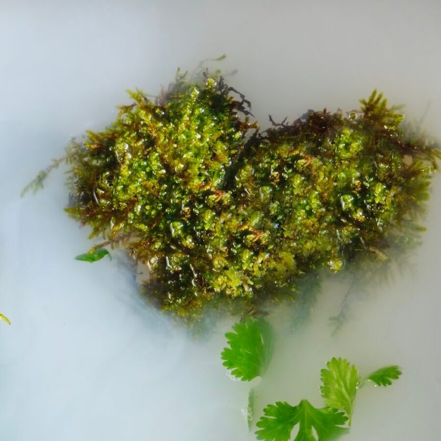 Närbild på mossa och koriander som representerar produktens doftprofil.